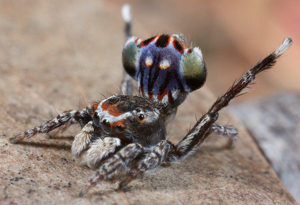 Aranha-pavão Maratus-harrisi