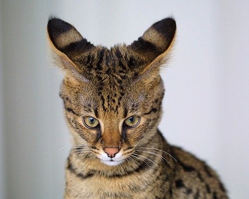 O serval é um gato africano de orelhas largas e porte grande que, cruzado com um gato doméstico, gera o gato da Savana. Agora, olha que interessante: este tipo de gato é considerado muito mais sociável que um gato comum. Tipo um cachorro! Com essa cara?  Sei não.
