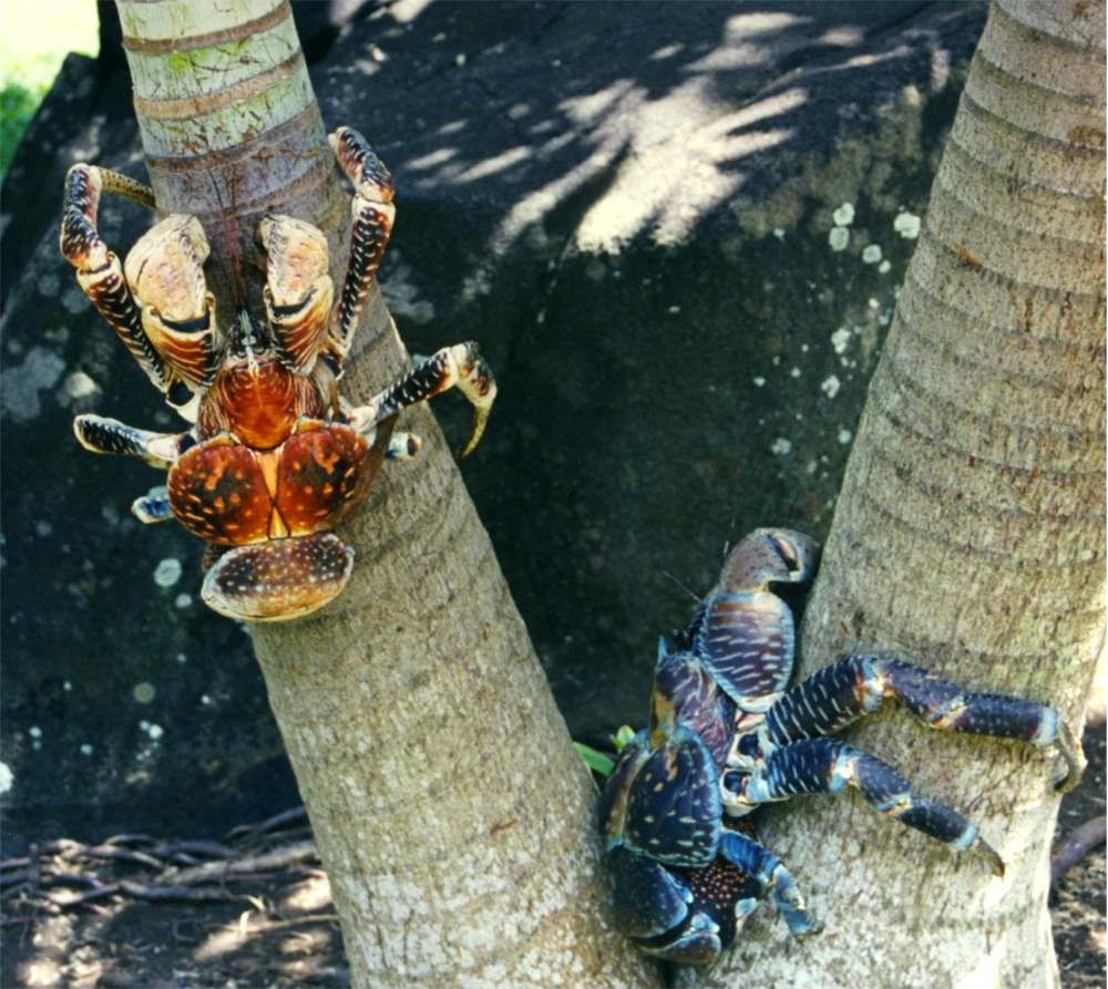 O caranguejo-dos-coqueiros (Birgus latro) é o maior artropode do mundo. Esse animal um tanto assustador que mais lembra uma aranha dos pesadelos de qualquer aracnofóbo, se alimenta basicamente de coco. Ele pode chegar a até 1 metro de comprimento, ou pouco mais de 6,3 Iphones 6 Plus.