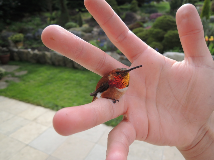 O colibri-abelha-cubano (Mellisuga helenae) é tão fofo quanto ele é pequeno:  medindo cerca de 5,7 centímetros e pesando aproximadamente 1,6 gramas ele é a menor ave do mundo.
Essa coisinha consegue atingir a incrível marca de bater as asas 80 vezes por segundo.