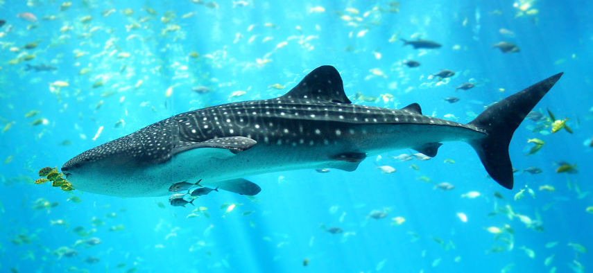 Você tem medo de tubarão? E de um tubarão grandão? E de um tubarão que é a maior espécie de peixe do mundo? 
Pode se acalmar: o tubarão-baleia  (Rhincodon typus), maior espécie de peixe do mundo, é inofensivo ao homem. Ele se move lentamente e se alimenta apenas de plânctons (aquele mesmo do Bob Esponja).
Eles podem chegar a 20 metros e pesar 13 toneladas.