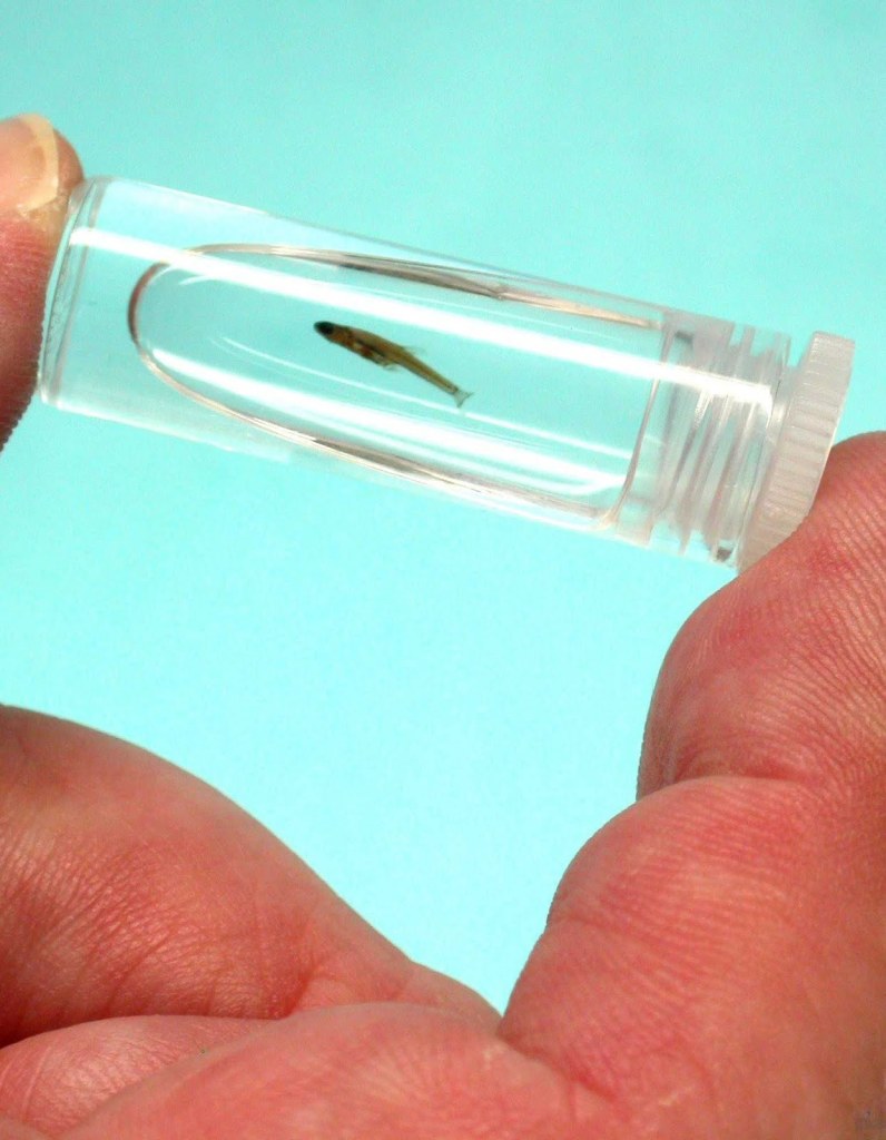 O Paedocypris progenetica é esse bichinho do vidro e que eu não consigo imaginar como os pesquisadores conseguiram enxergá-lo debaixo da água. 
Com apenas 7,9 mm, essa espécie é a menos dentre todos os peixes e só é encontrado na Indonésia.