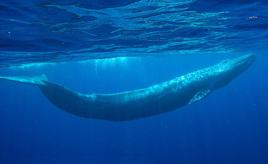 A baleia azul  (Balaenoptera musculus) é o maior mamífero que habita esse nosso querido planeta.  Esse animais são tão parças que se quisessem, dominariam o planeta só comendo tudo o que vêem pela frente, mas preferiram, porém, se alimentar somente de krill, um animal microscópico que não faz falta a ninguém (mentira krill, nós te amamos). As baleias azuis medem cerca de 30 metros de comprimento e podem chegar a incríveis 180 toneladas.