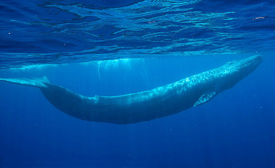 A baleia azul (Balaenoptera musculus) é o maior mamífero que habita esse nosso querido planeta.
Esse animais são tão parças que se quisessem, dominariam o planeta só comendo tudo o que vêem pela frente, mas preferiram, porém, se alimentar somente de krill, um animal microscópico que não faz falta a ninguém (mentira krill, nós te amamos).
As baleias azuis medem cerca de 30 metros de comprimento e podem chegar a incríveis 180 toneladas.