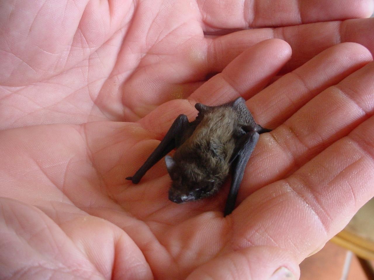O morcego-nariz-de-porco-de-kitti, ou kitti para os íntimos, tem um nome muito maior do que ele tem de tamanho.
Essa fofura mede 3 cm de envergadura e pesa apenas 2 g.