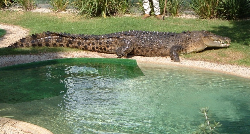 O crocodilo de água salgada (Crocodylus porosus) é o maior réptil do mundo e se você der sorte nunca vai ver um desses nadando em sua direção.
Podendo a chegar a 6 metros de comprimento e pesar 1 tonelada. 
Dentro da água eles podem chegar a 30 km/h com uma mordida equivalente a 1,6 toneladas - só um milagre te salvaria, meu amigo.