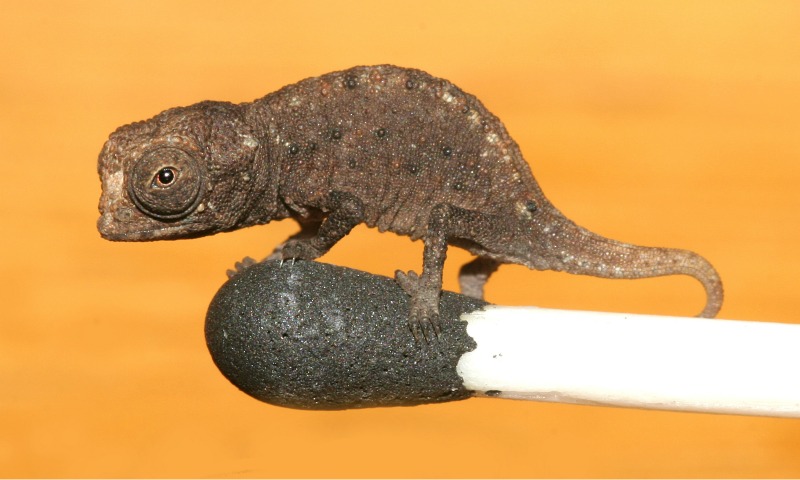 Depois de um verdadeiro monstro, vem o menor réptil do mundo: Brookesia micra, um pequenino camaleão encontrado nas ilhas de Madagascar, na África.
