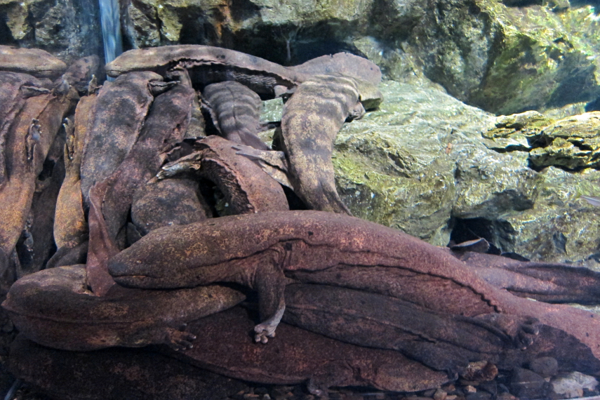 A salamandra-gigante-da-china (Andrias davidianus) mais parece um Pokémon - o Charmander foi inspirado nele - mas é 