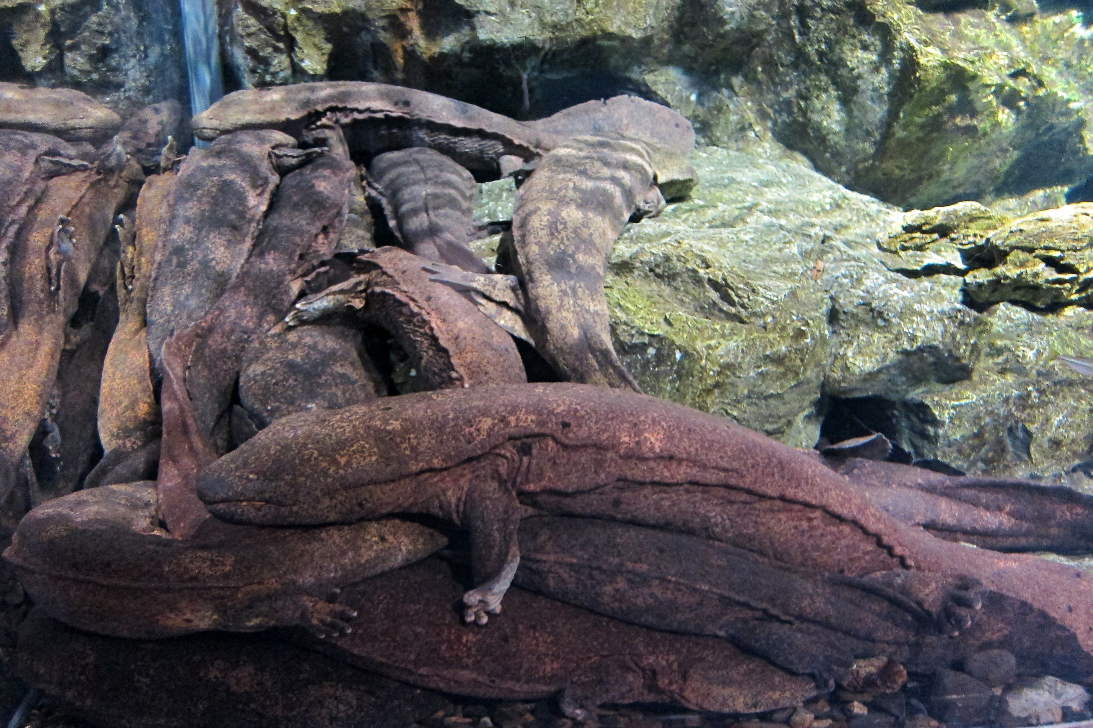 A salamandra-gigante-da-china (Andrias davidianus) mais parece um Pokémon - o Charmander foi inspirado nele - mas é "apenas" o maior anfíbio do mundo.
Ela pode chegar a 1,80 m e pesar 25 kg. Infelizmente, por ser utilizada como alimento e animal de estimação, ela está classificada como "Em perigo crítico", apenas um nível acima da classificação "Extinto na natureza" na escala de preservação.