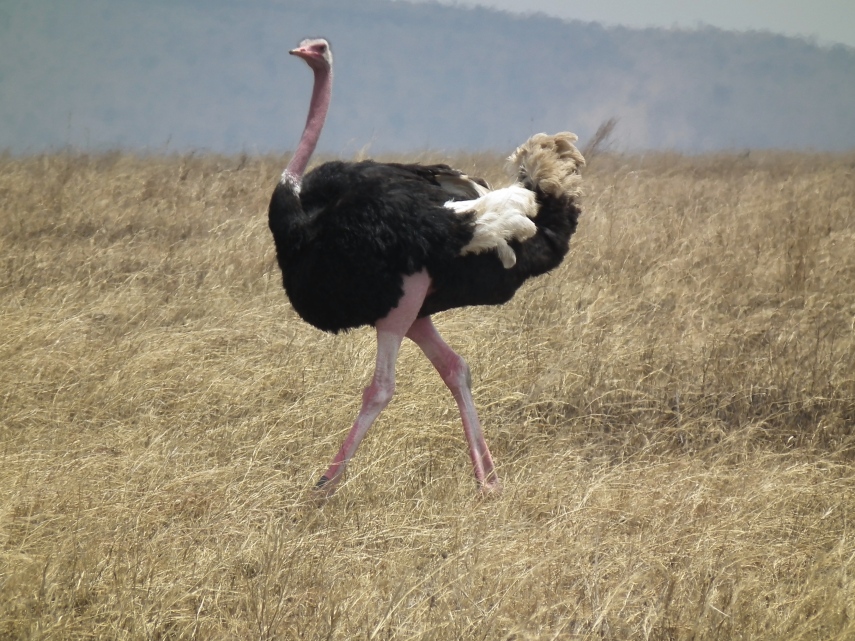 Ele come tudo o que vê, tem uns pernões e é conhecido de todo mundo: o avestruz  (Struthio camelus) é a maior ave do mundo.
Com 2,8 m e podendo chegar a 145 kg, o avestruz é um animal um pouco agressivo e pode chegar a 70 km/h.
