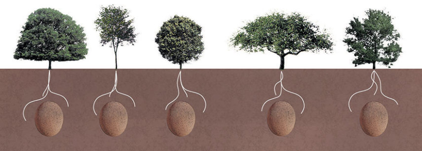 Como os materiais são orgânicos, a árvore tem suas raízes ligadas à cápsula.