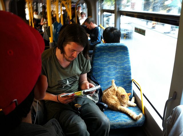 Caso o dono utilize um assento para a caixa de transporte, tem que pagar a passagem para o bicho 