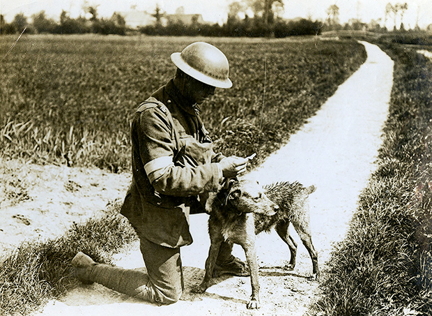 Um cão mensageiro britânico na França durante a Primeira Guerra Mundial, 19 de maio de 1918