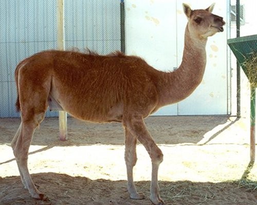 Eles são da mesma família, a dos Camelidae, porém lhamas e camelos não são exatamente parecidos. Este cruzamento se deu na intenção de criar um animal com a força do camelo, mas com o temperamento bacanudo da lhama. 