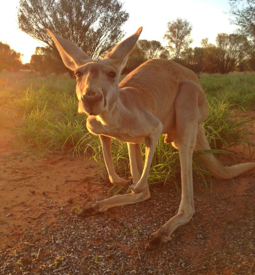 Após largar seu emprego como guia turístico, Chris "Brolga" Barnes passou a dedicar sua vida aos cangurus que precisavam de sua ajuda no interior da Austrália.Hoje ele tem um programa na BBC e um santuário com 90 hectares dedicados aos mais de 25 animais que se recuperam ou moram definitivamente por lá.