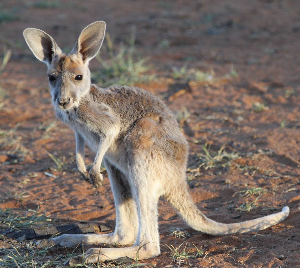 Após largar seu emprego como guia turístico, Chris "Brolga" Barnes passou a dedicar sua vida aos cangurus que precisavam de sua ajuda no interior da Austrália.Hoje ele tem um programa na BBC e um santuário com 90 hectares dedicados aos mais de 25 animais que se recuperam ou moram definitivamente por lá.