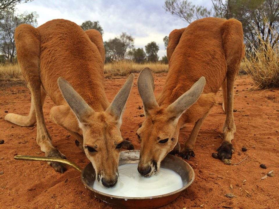 Após largar seu emprego como guia turístico, Chris "Brolga" Barnes passou a dedicar sua vida aos cangurus que precisavam de sua ajuda no interior da Austrália.Hoje ele tem um programa na BBC e um santuário com 90 hectares dedicados aos mais de 25 animais que se recuperam ou moram definitivamente por lá.