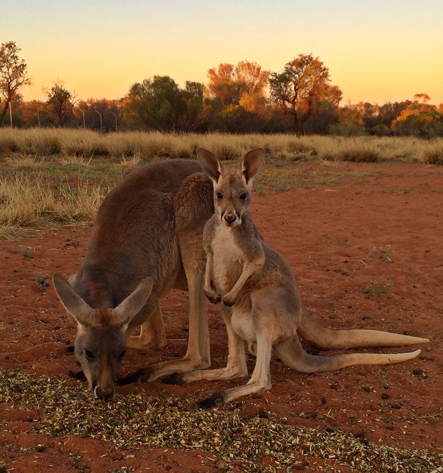 Após largar seu emprego como guia turístico, Chris "Brolga" Barnes passou a dedicar sua vida aos cangurus que precisavam de sua ajuda no interior da Austrália.Hoje ele tem um programa na BBC e um santuário com 90 hectares dedicados aos mais de 25 animais que se recuperam ou moram definitivamente por lá.