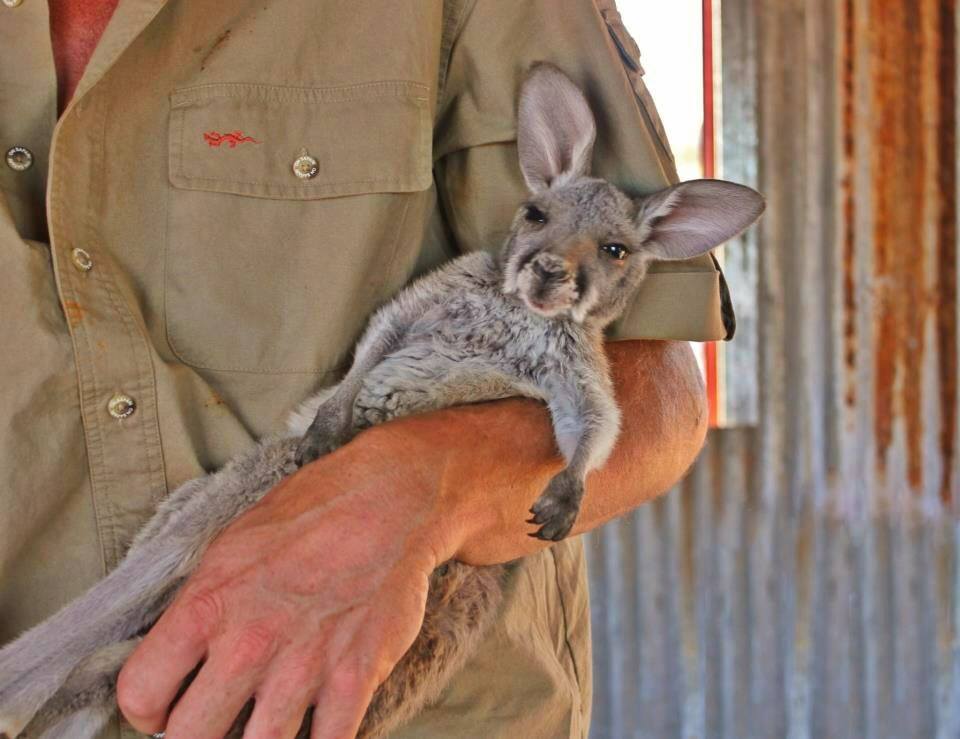 Após largar seu emprego como guia turístico, Chris "Brolga" Barnes passou a dedicar sua vida aos cangurus que precisavam de sua ajuda no interior da Austrália.Hoje ele tem um programa na BBC e um santuário com 90 hectares dedicados aos mais de 25 animais que se recuperam ou moram definitivamente por lá.