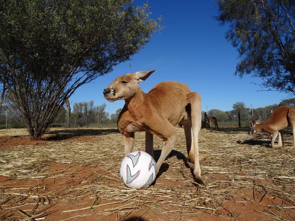 Após largar seu emprego como guia turístico, Chris "Brolga" Barnes passou a dedicar sua vida aos cangurus que precisavam de sua ajuda no interior da Austrália.Hoje ele tem um programa na BBC e um santuário com 90 hectares dedicados aos mais de 25 animais que se recuperam ou moram definitivamente por lá.