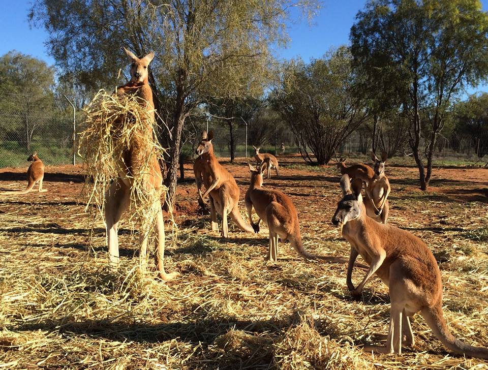 Após largar seu emprego como guia turístico, Chris "Brolga" Barnes passou a dedicar sua vida aos cangurus que precisavam de sua ajuda no interior da Austrália.Hoje ele tem um programa na BBC e um santuário com 90 hectares dedicados aos mais de 25 animais que se recuperam ou moram definitivamente por lá.