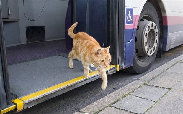 O projeto prevê que os bichinhos sejam levados em caixas de transporte apropriados. Mas a gente nunca sabe o que pode acontecer, não é mesmo? O que sabemos é que cocô e xixi nunca serão bem vindos 