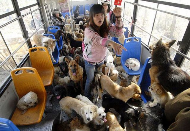 Os bichinhos com certeza ocuparão mais espaço no transporte público. Sabe aquele banco tão desejado quando você volta de um dia cansativo de trabalho? Pode não ser mais seu! 