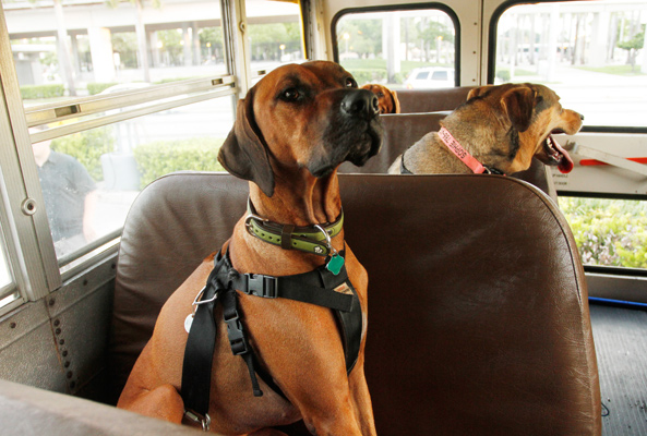 Será permitido apenas animais de até dez quilos. Ufa! Não, pera... tem gente que tem medo independente do tamanho do animal. Isso será um problema! 