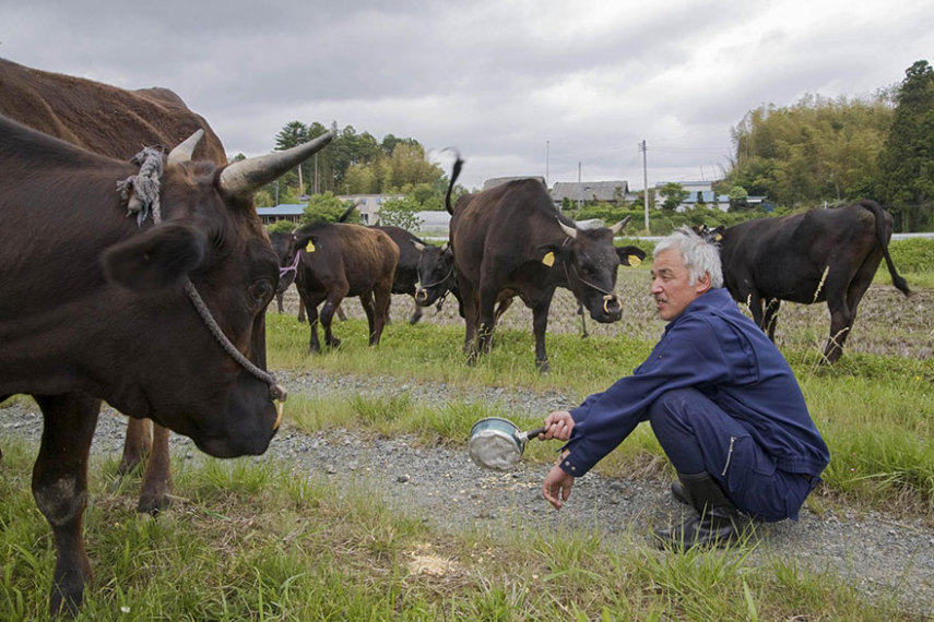 Diariamente, ele cuida dos animais que foram abandonados em Fukushima, após o acidente nuclear causado pelo tsunami.