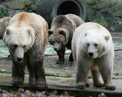Filho de urso-pardo com urso polar, este não é o mais amigável dos ursídeos. Esta espécie selvagem vem de uma combinação que tem se tornado frequente graças ao aquecimento global.