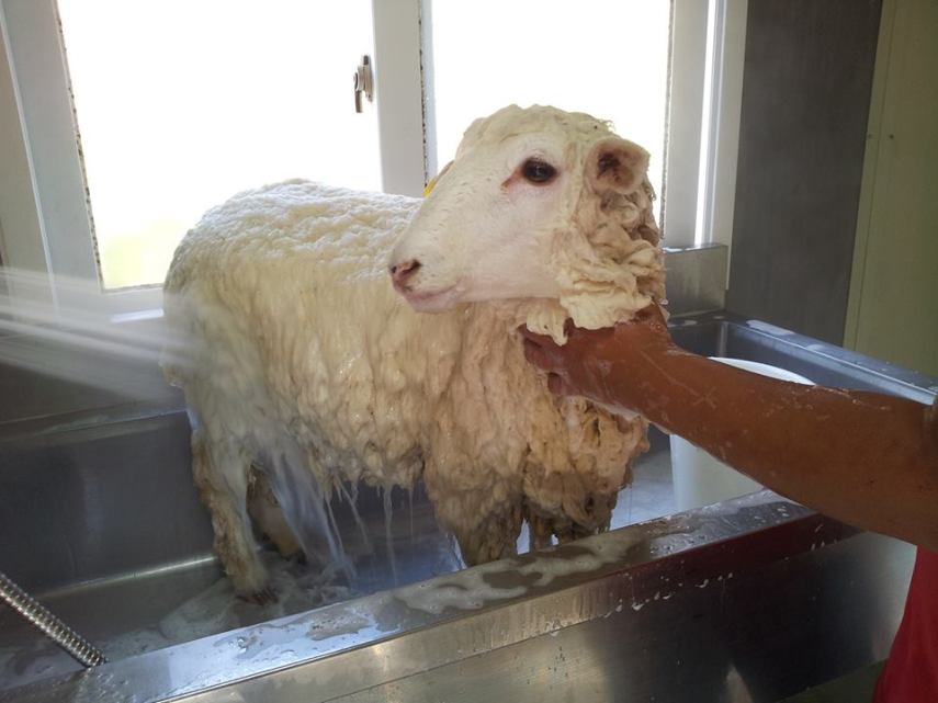 E quem se preocupou com a higiene, saiba que as ovelhas são totalmente limpinhas!