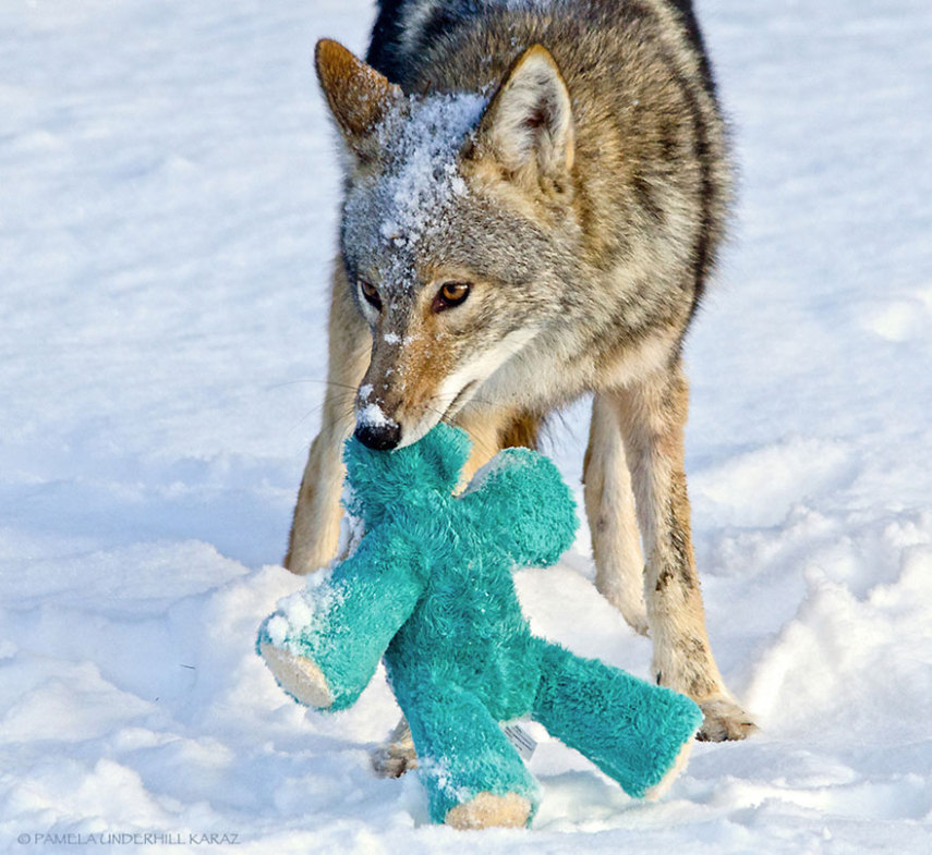 Pamela Underhill Karaz clicou um coiote selvagem brincando com o bicho de pelúcia de seu golden retriever
