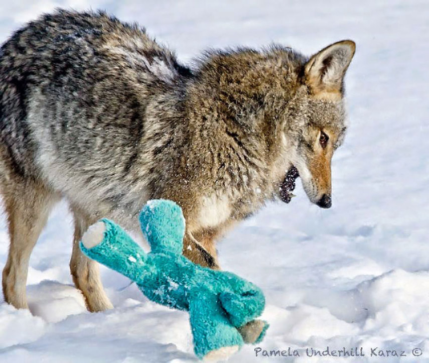 Pamela Underhill Karaz clicou um coiote selvagem brincando com o bicho de pelúcia de seu golden retriever