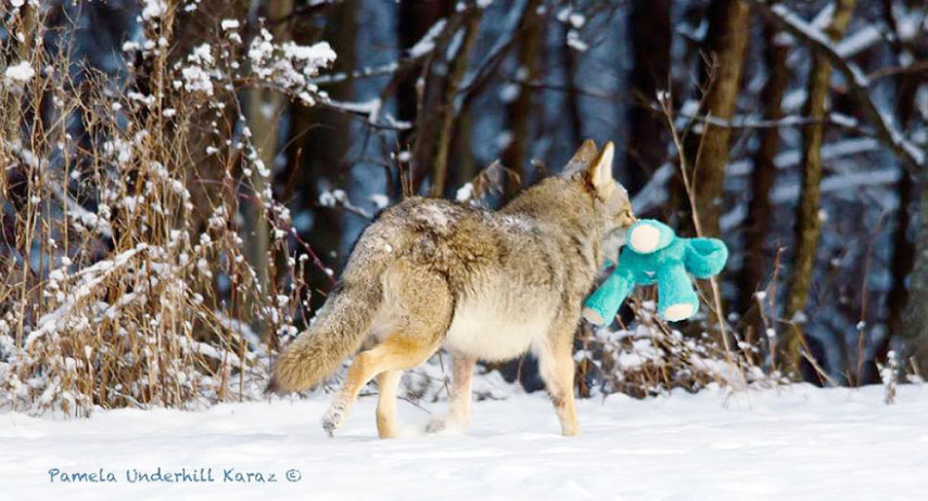 Pamela Underhill Karaz clicou um coiote selvagem brincando com o bicho de pelúcia de seu golden retriever