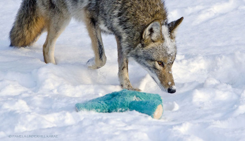 Pamela Underhill Karaz clicou um coiote selvagem brincando com o bicho de pelúcia de seu golden retriever