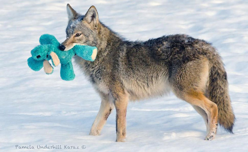 Pamela Underhill Karaz clicou um coiote selvagem brincando com o bicho de pelúcia de seu golden retriever