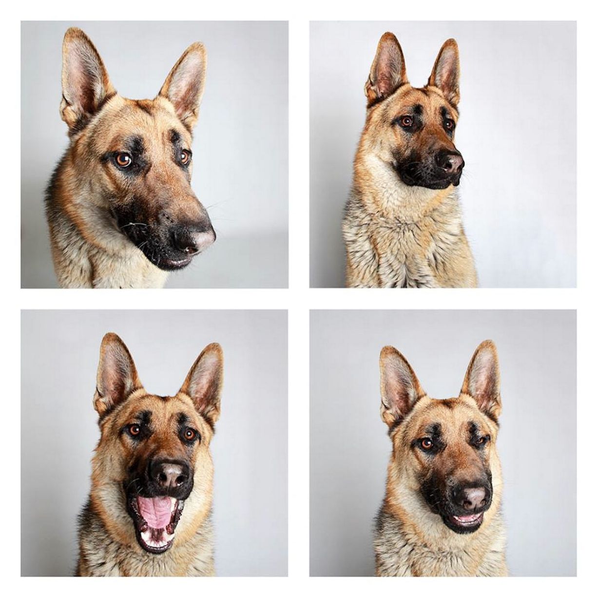 Max, Pator Alemão de 1 ano
