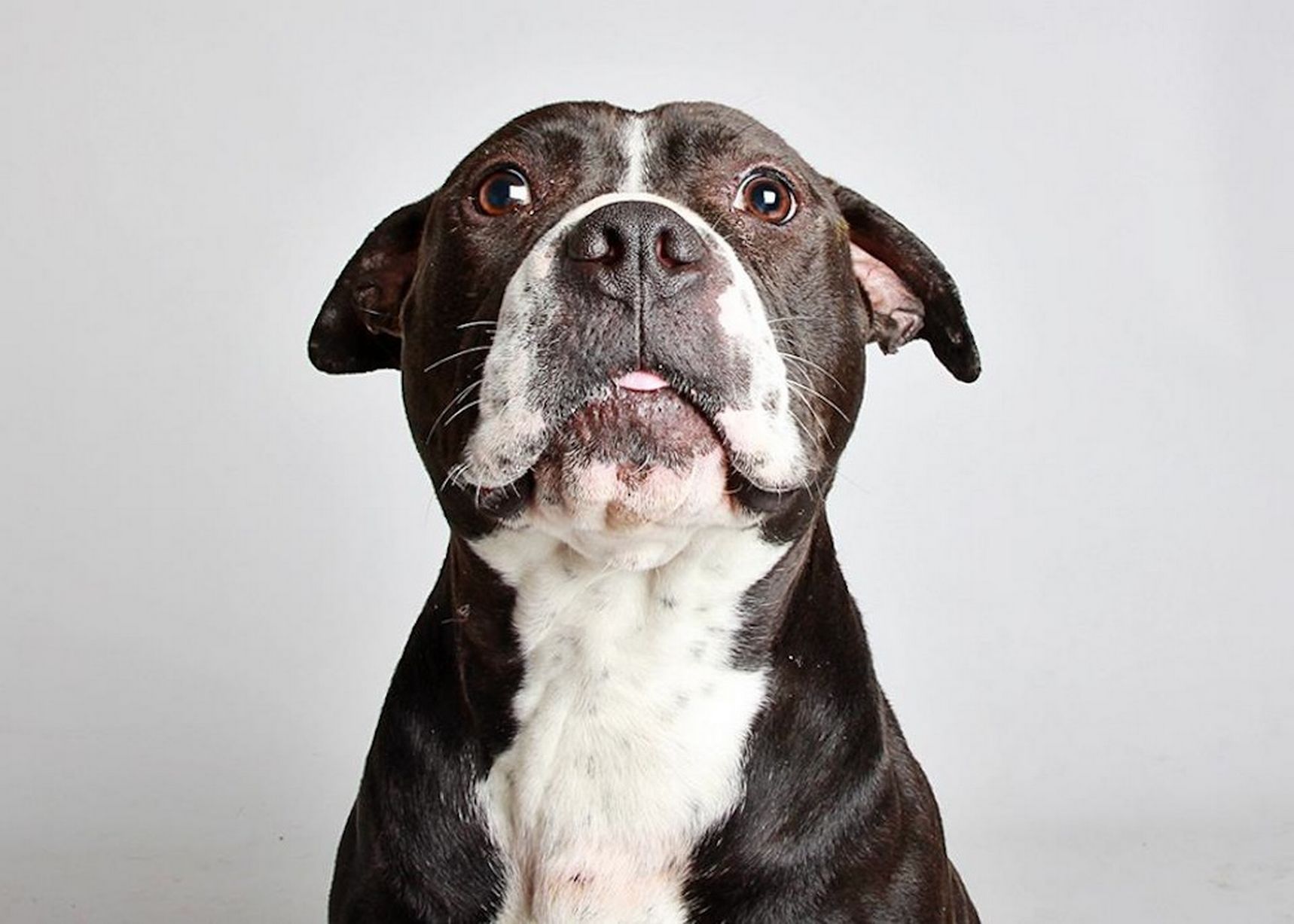 Tulip, cruzamento de Staffordshire, Bull-Terrier e Bulldog, de 1 ano