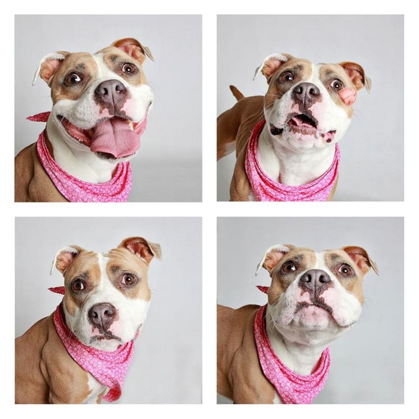 Roxy, mistura de Staffordshire com Bull-Terrier, de 1 ano