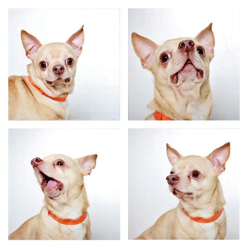 Jasmine, Chihuahua, de 13 anos