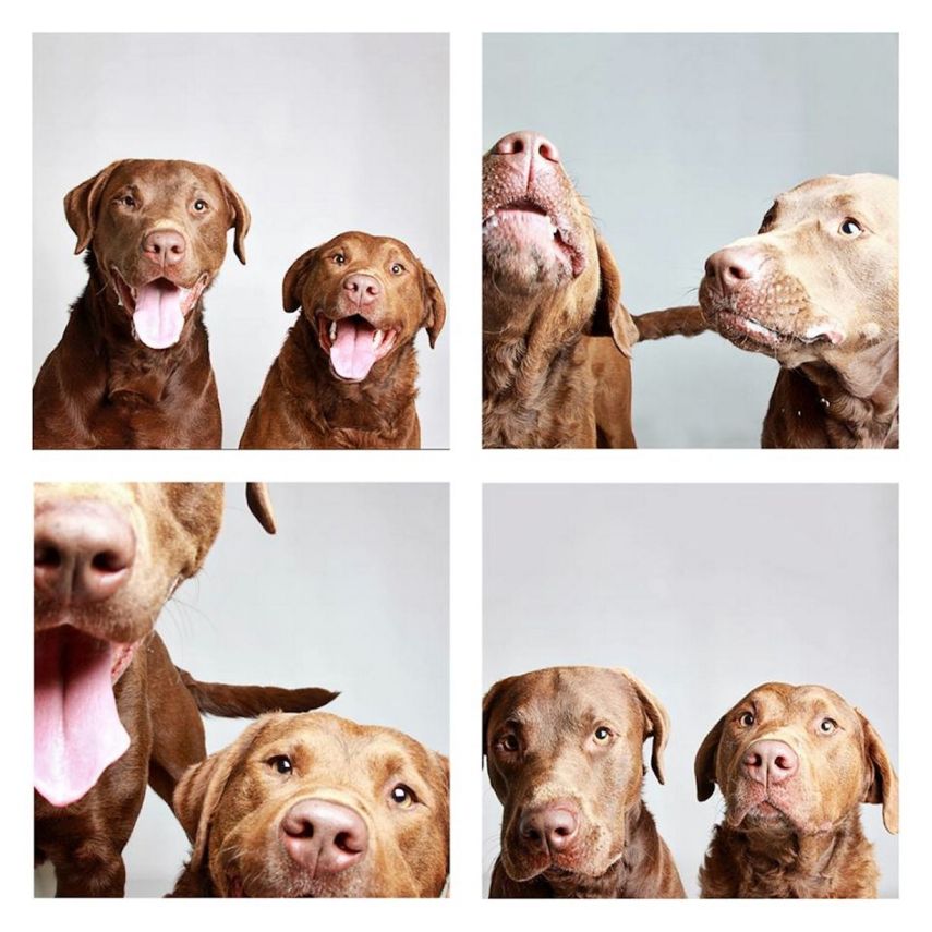 CJ e Badger, mistura de Chesapeake-Bay e Retrievers, ambos com 2 anos