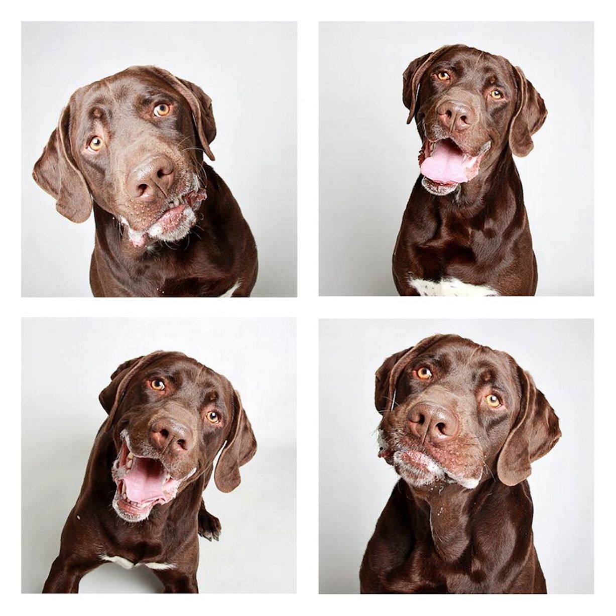 Wyler, Labrador, de 2 anos