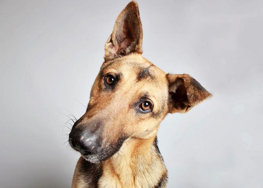 Hobbs, Pastor Alemão, de 2 anos  