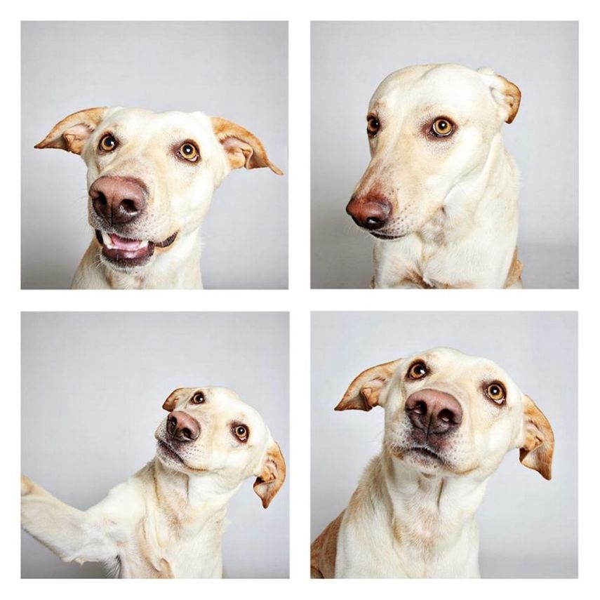 Buddy, Labrador, de 2 anos