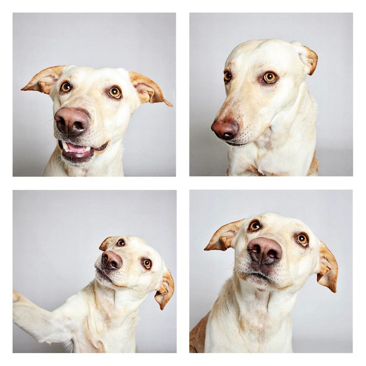 Buddy, Labrador, de 2 anos