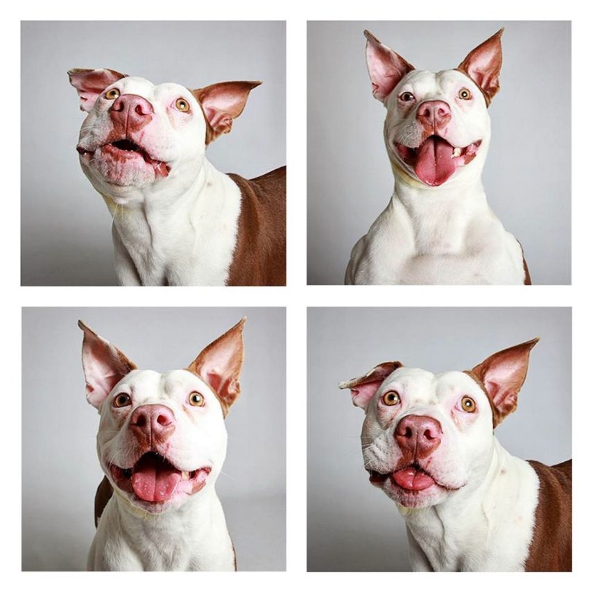 Hércules, mistura de Pit-Bull com Terrier, de 2 anos