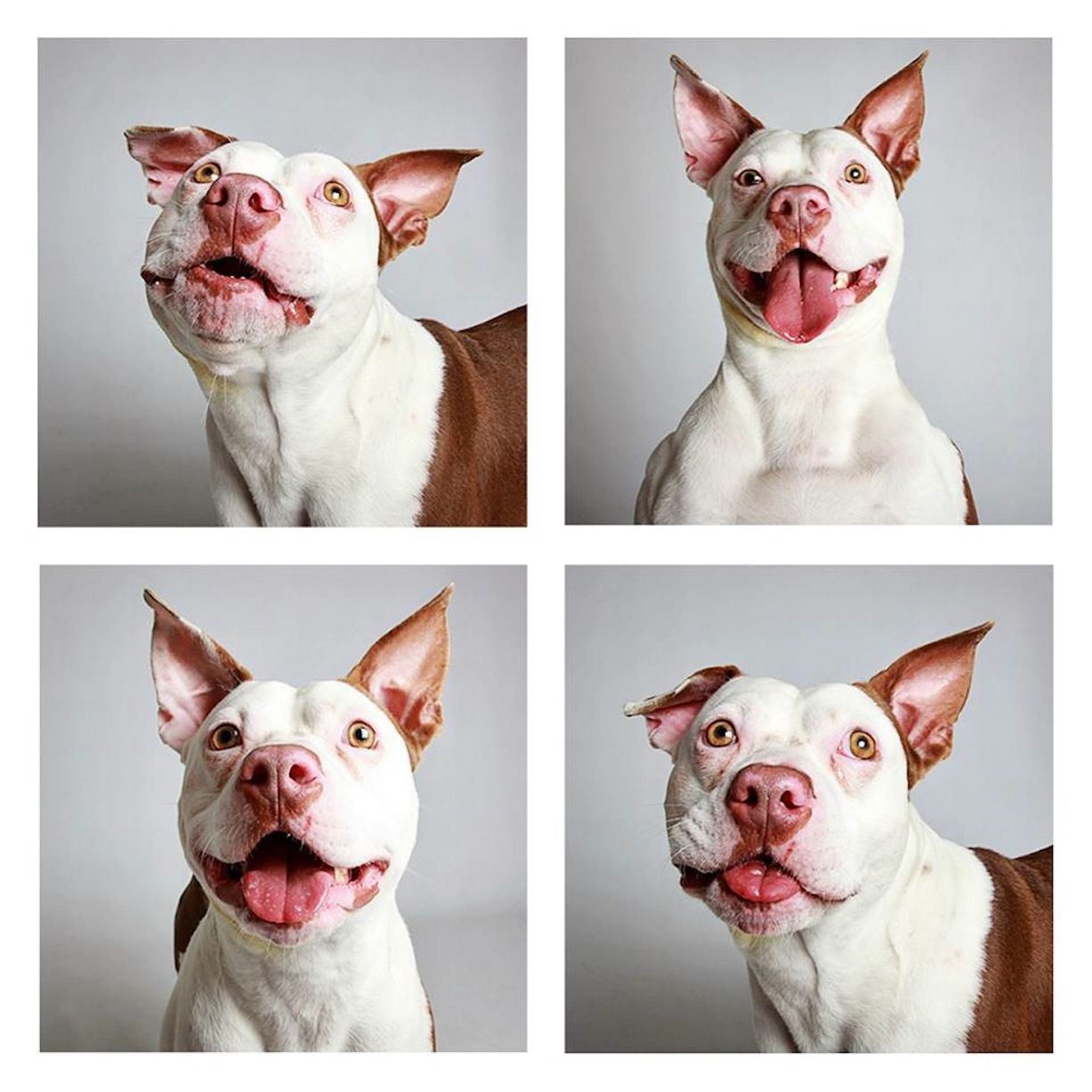 Hércules, mistura de Pit-Bull com Terrier, de 2 anos