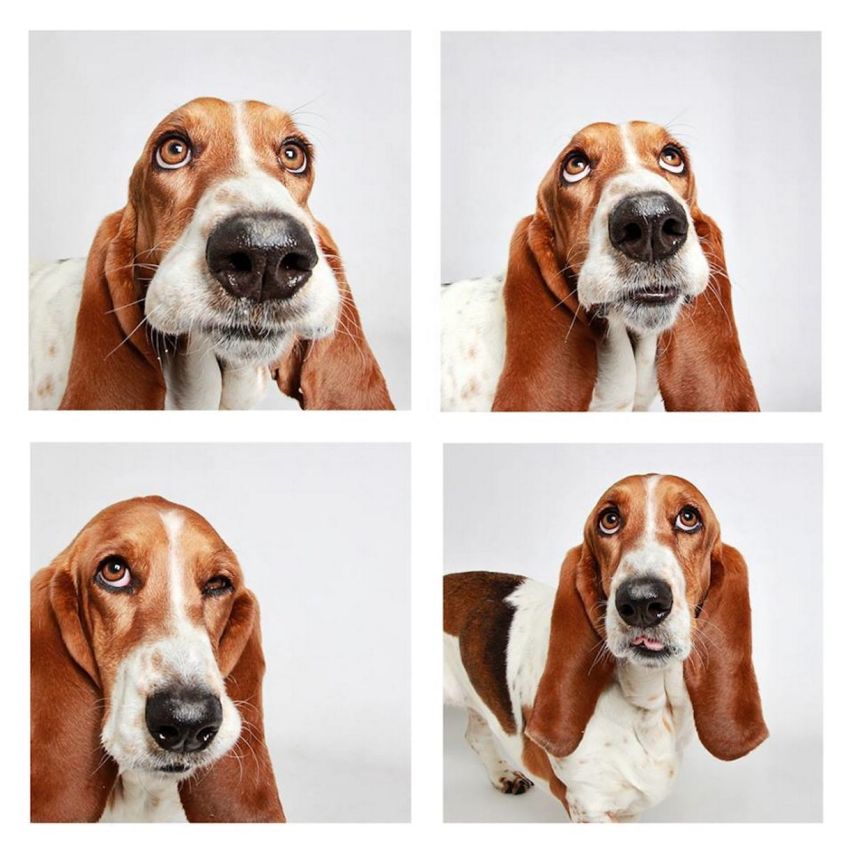Holly, Basset Hound, de 3 anos