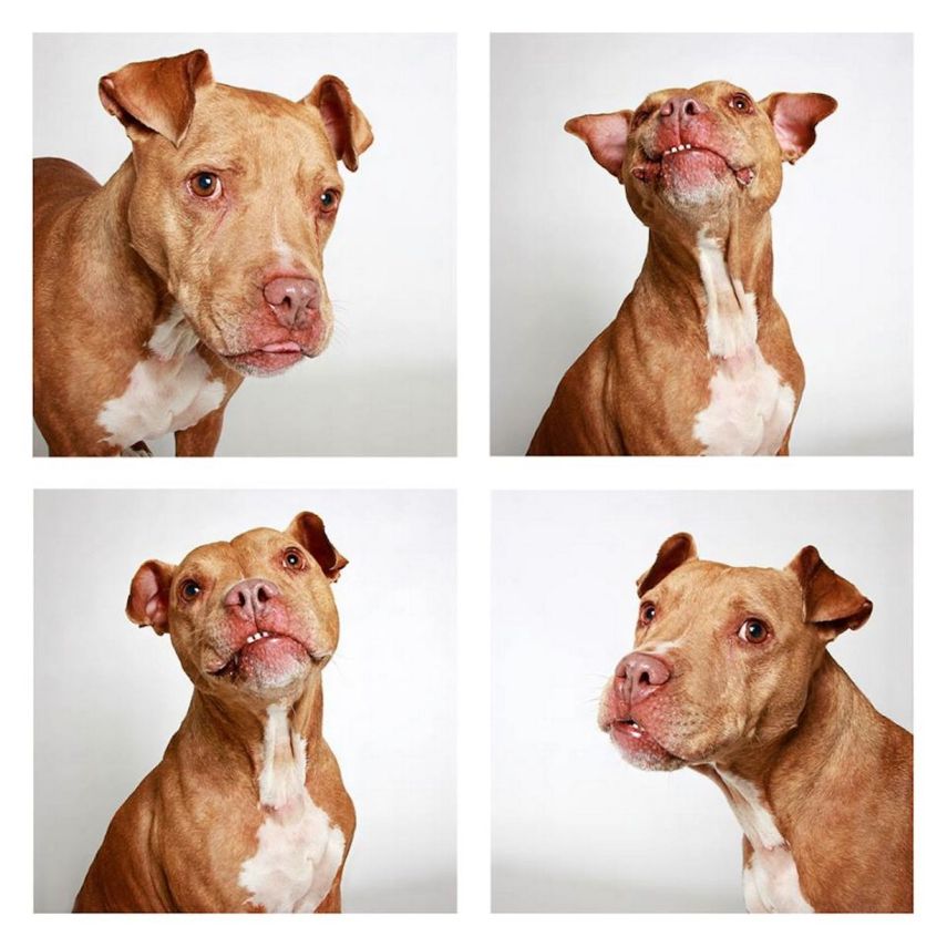 Kita, Pit Bull, de 3 anos