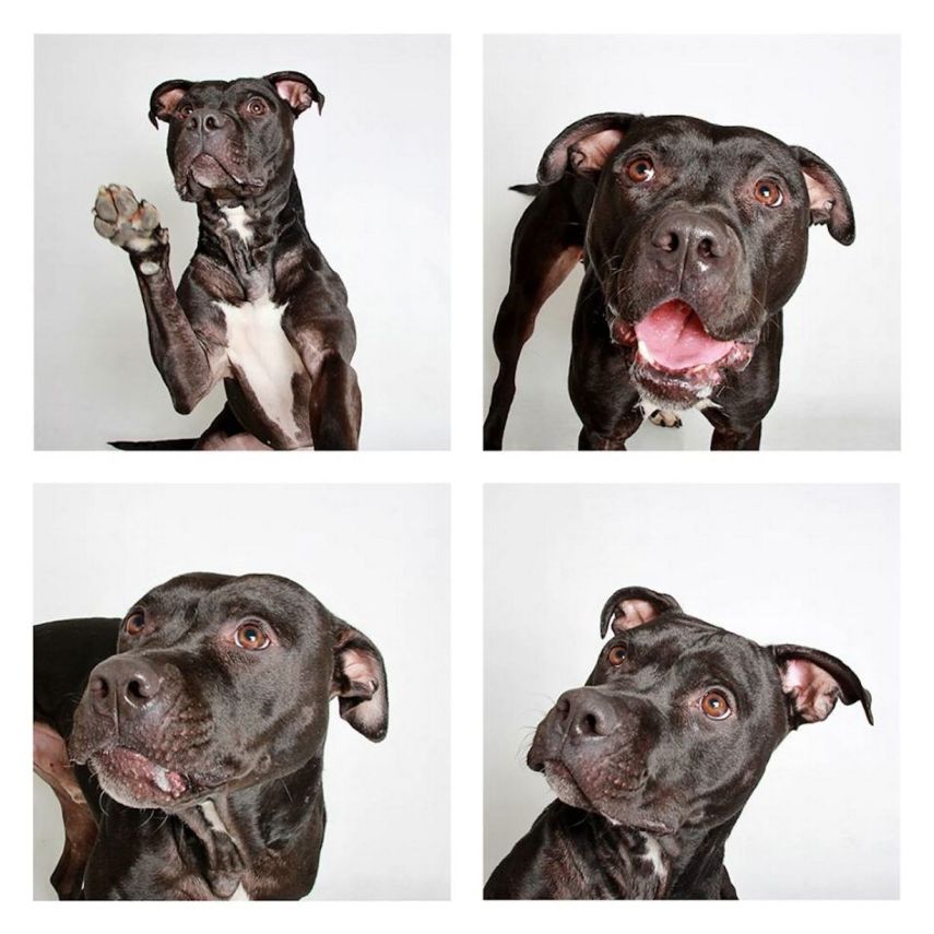 Rupert, mistura de Pit Bull com Terrier, de 3 anos 